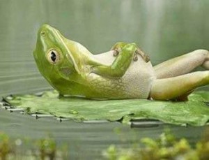 Frog