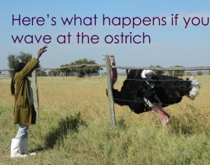 Ostrich language